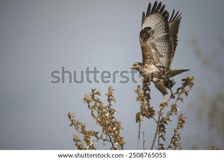 Image, Stock Photo departure Common buzzard