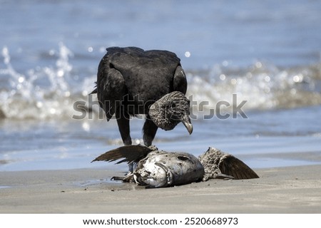 Similar – Foto Bild Eine tote, angeschwemmte  blaue Qualle und die Füße ihres Betrachters aus der Vogelperspektive auf nassem Sand