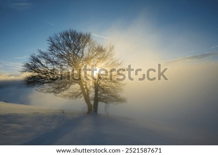 Similar – Image, Stock Photo solitary Exterior shot