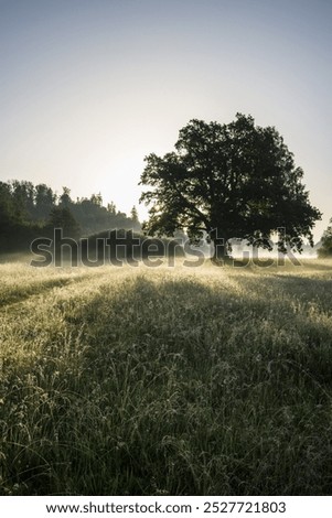 Similar – Image, Stock Photo solitary Exterior shot