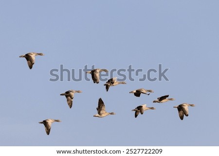 Similar – Image, Stock Photo A greylag goose at a lake in the Odenwald