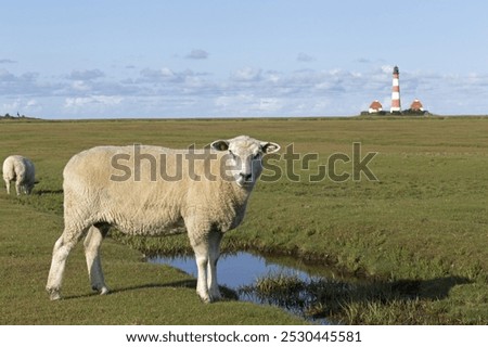 Similar – Foto Bild Leuchtturm Westerhever hinter den Dünen von St. Peter-Ording