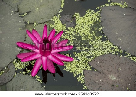 Similar – Image, Stock Photo inflorescences full of water drops