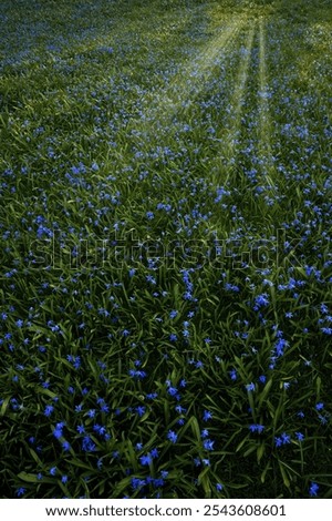 Foto Bild lichtdurchflutete Blüte