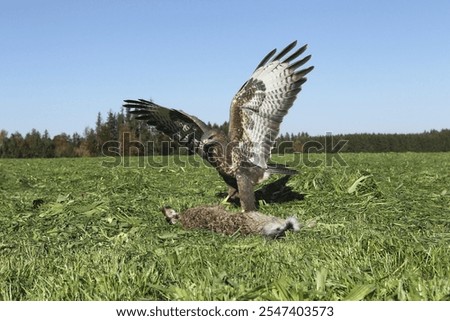 Similar – Image, Stock Photo Dead mown bird. Dead pigeon in foreground on freshly mown wheat field. Wheat harvest. Agriculture.