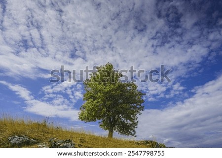 Image, Stock Photo solitary Exterior shot