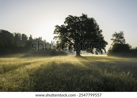Similar – Image, Stock Photo solitary Exterior shot