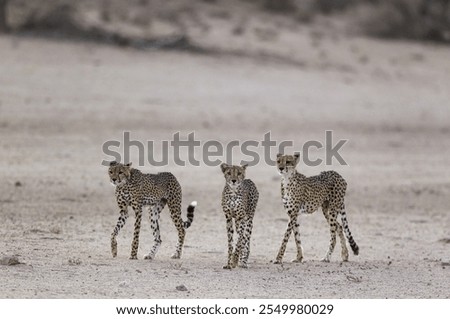 Similar – Image, Stock Photo Riverbed in drought