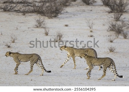 Similar – Image, Stock Photo Riverbed in drought