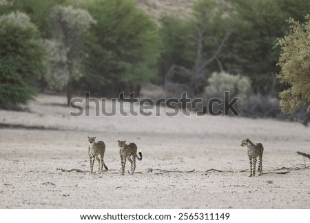 Similar – Image, Stock Photo Riverbed in drought