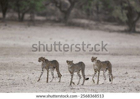Similar – Image, Stock Photo Riverbed in drought
