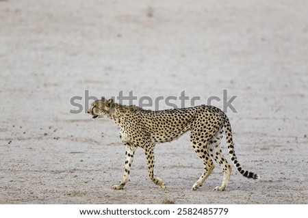 Similar – Image, Stock Photo Riverbed in drought