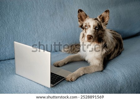 Similar – Image, Stock Photo The Boss Animal Pet Cat