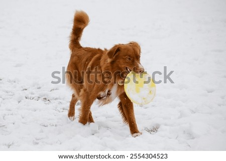 Similar – Image, Stock Photo Toller in the field Nature