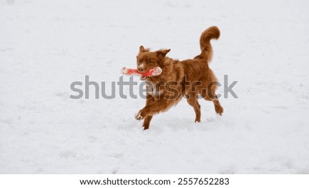 Similar – Image, Stock Photo Toller in the field Nature