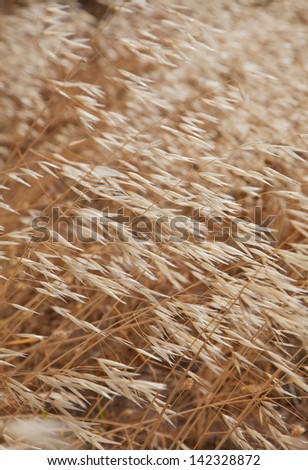 Avena canariensis, canarian oats, dry plant background