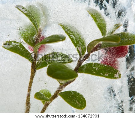 icy plants - plants frozen into ice, change of seasons