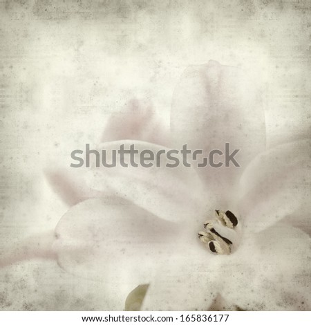 textured old paper background with opening hyacinth;