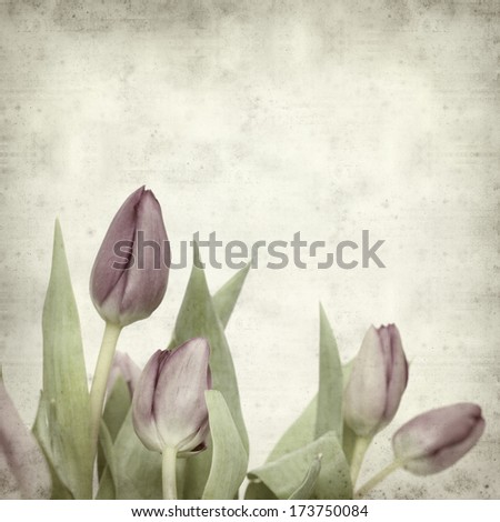 textured old paper background with lilac tulip