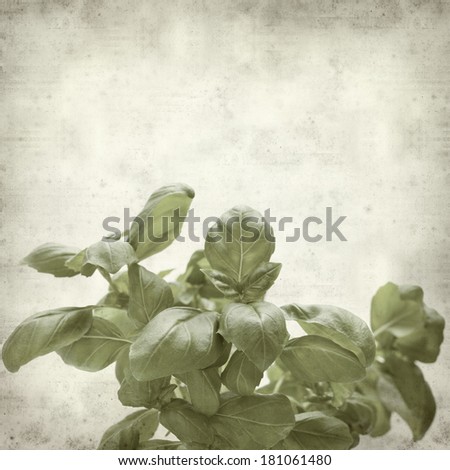 textured old paper background with sweet basil plant