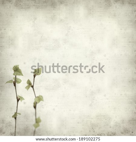 textured old paper background with young spring silver birch foliage