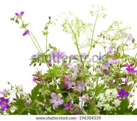 wild flowers bunch isolated on white