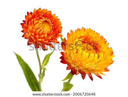 Image, Stock Photo Strawflower, red cultivar