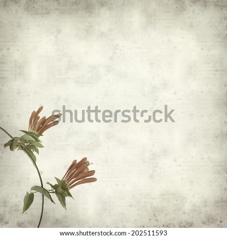 textured old paper background with orange trumpet vine flower