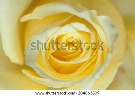 pale yellow rose natural background