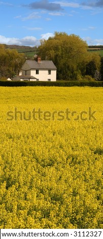 rapeseed field, vertical format