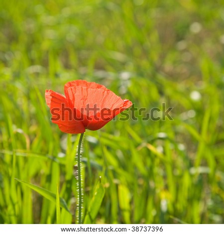 single bright red poppy in a green filed