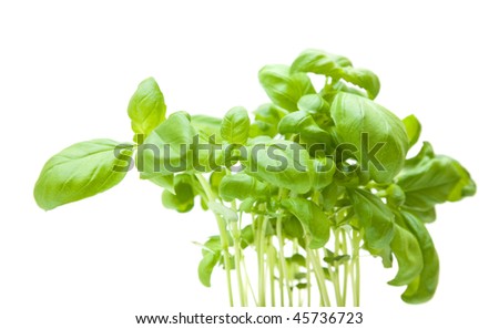 growing young sweet basil; plants isolated on white