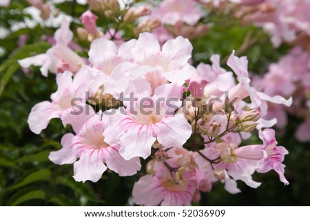 large flower cluster of Pandorea Ricasoliana (pink tecoma, pink trumpet vine, Port St Johns Creeper, Port St Johns-klimop)