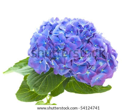 bright blue-lilac hydrangea flower-head isolated on white background,