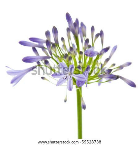 African Lily ,Agapanthus Africanus, Isolated Stock Photo 55528738 ...