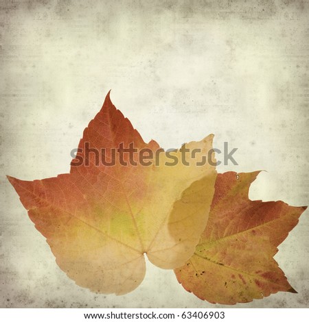 textured old paper background with bright autumn wild vine leaf