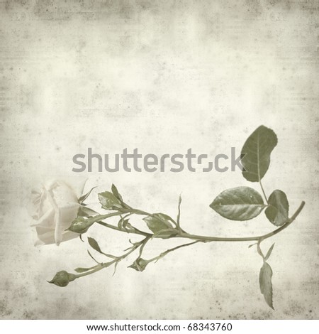 textured old paper background with pale rose stem