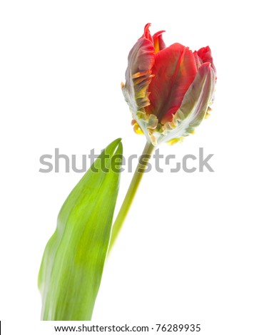parrot tulip isolated