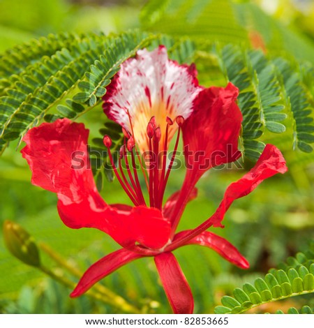 Delonix Regia Flower Stock Photo 82853665 : Shutterstock