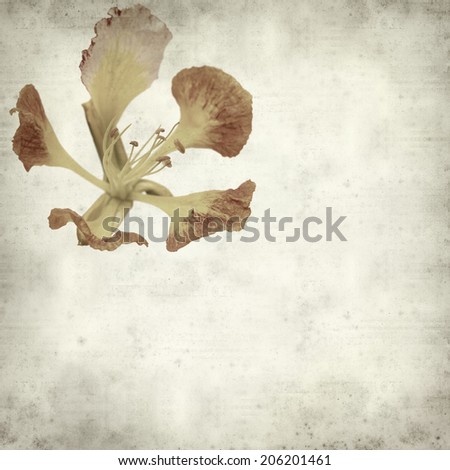 textured old paper background with delonix regia flower