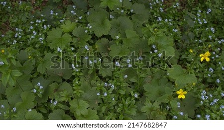 Similar – Image, Stock Photo Flowers of broadleaf forget-me-not (Myosotis latifolia). Integral Natural Reserve of Mencáfete. Frontera. El Hierro. Canary Islands. Spain.