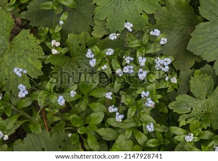 Similar – Foto Bild Blüten des breitblättrigen Vergissmeinnichts (Myosotis latifolia). Integrales Naturreservat von Mencáfete. Frontera. El Hierro. Kanarische Inseln. Spanien.