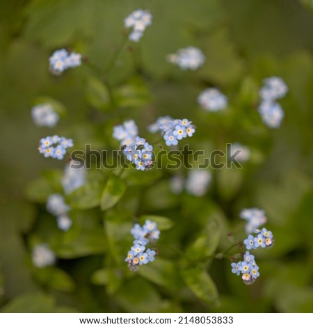 Similar – Foto Bild Blüten des breitblättrigen Vergissmeinnichts (Myosotis latifolia). Integrales Naturreservat von Mencáfete. Frontera. El Hierro. Kanarische Inseln. Spanien.