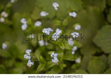 Similar – Image, Stock Photo Flowers of broadleaf forget-me-not (Myosotis latifolia). Integral Natural Reserve of Mencáfete. Frontera. El Hierro. Canary Islands. Spain.