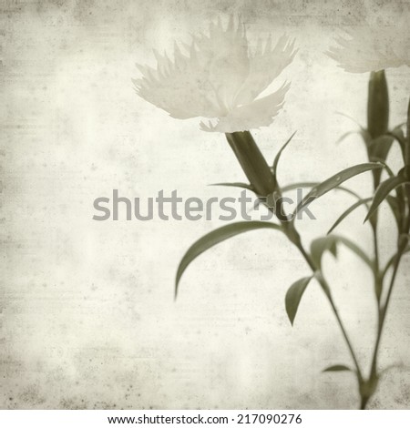 textured old paper background with white Dianthus chinensis flowers
