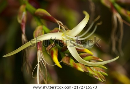Flowering Alcantarea imperialis, Imperial Bromeliad, floral background Foto stock © 