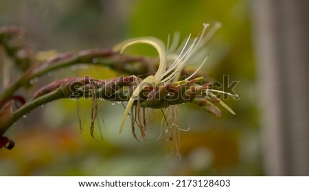 Flowering Alcantarea imperialis, Imperial Bromeliad, floral background Foto stock © 