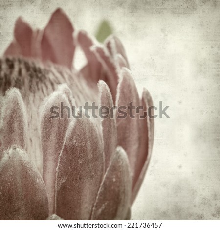 textured old paper background with pink protea flower