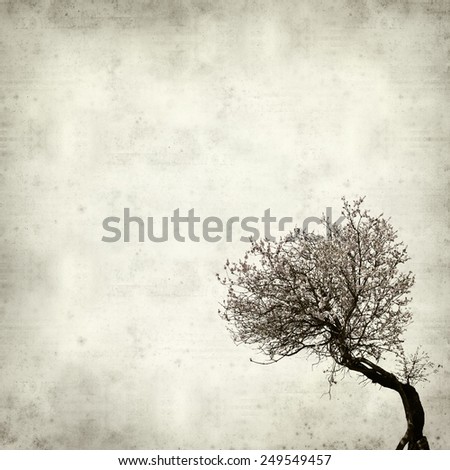 textured old paper background with old bent almond tree in full bloom