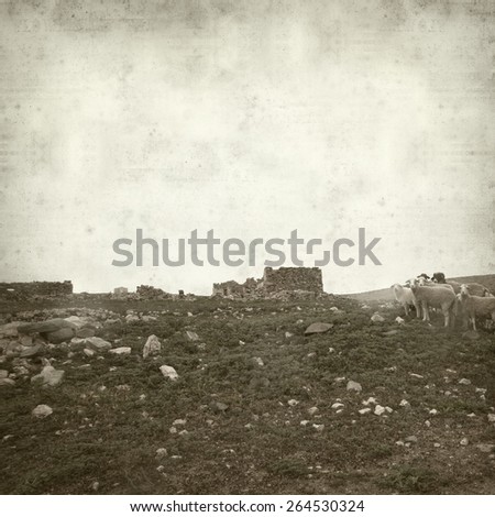 textured old paper background with landscape of Fuerteventura and sheep